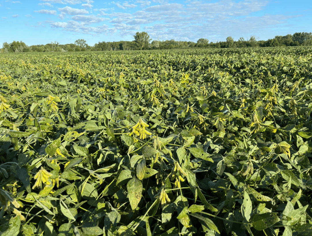 2025年第36周大豆实况转播,更新中