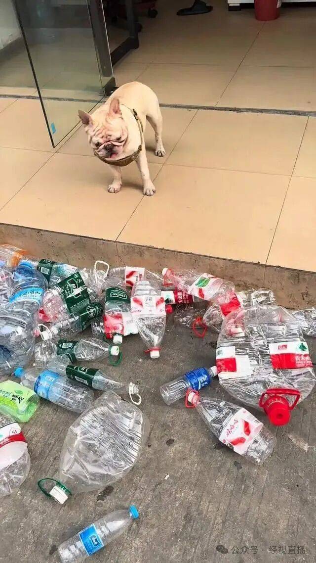 5岁半斗牛犬五年捡瓶子攒下1万多元！每天早中晚捡3次……狗主人：是自己在外奋斗的缩影