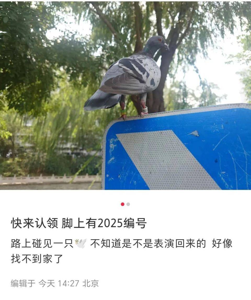 参加阅兵的8万只鸽子都是“借”的？气球都去哪儿了？
