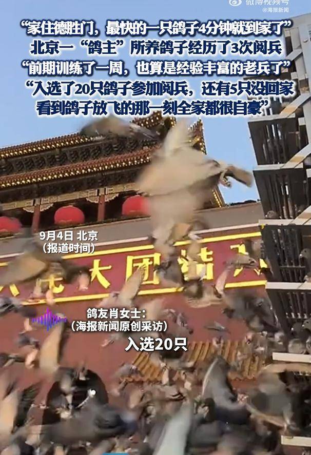 参加阅兵的和平鸽工资15元 都已回家