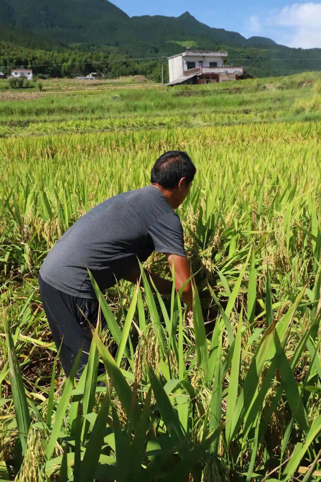 "稻"时候了!快回兴文打谷子