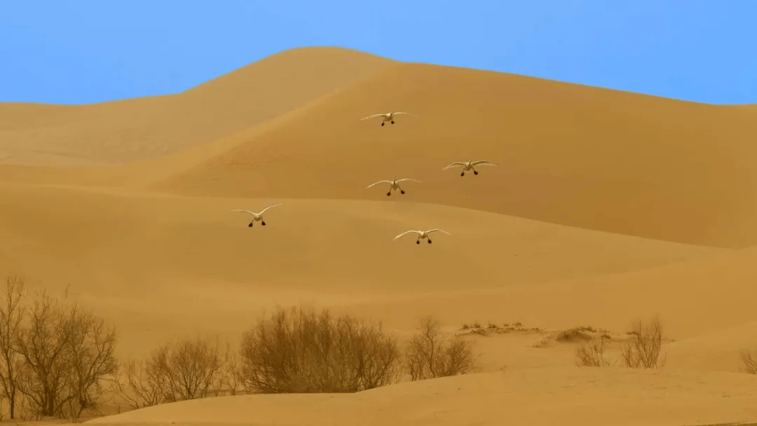 生态乌海丨“和美家园 万物共生”摄影作品线开展