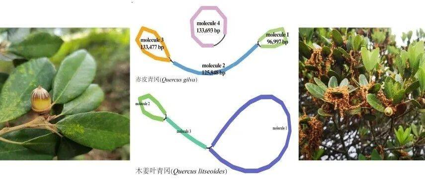 栎属青冈栎组线粒体基因组研究取得新进展_Quercus_木姜_叶青冈