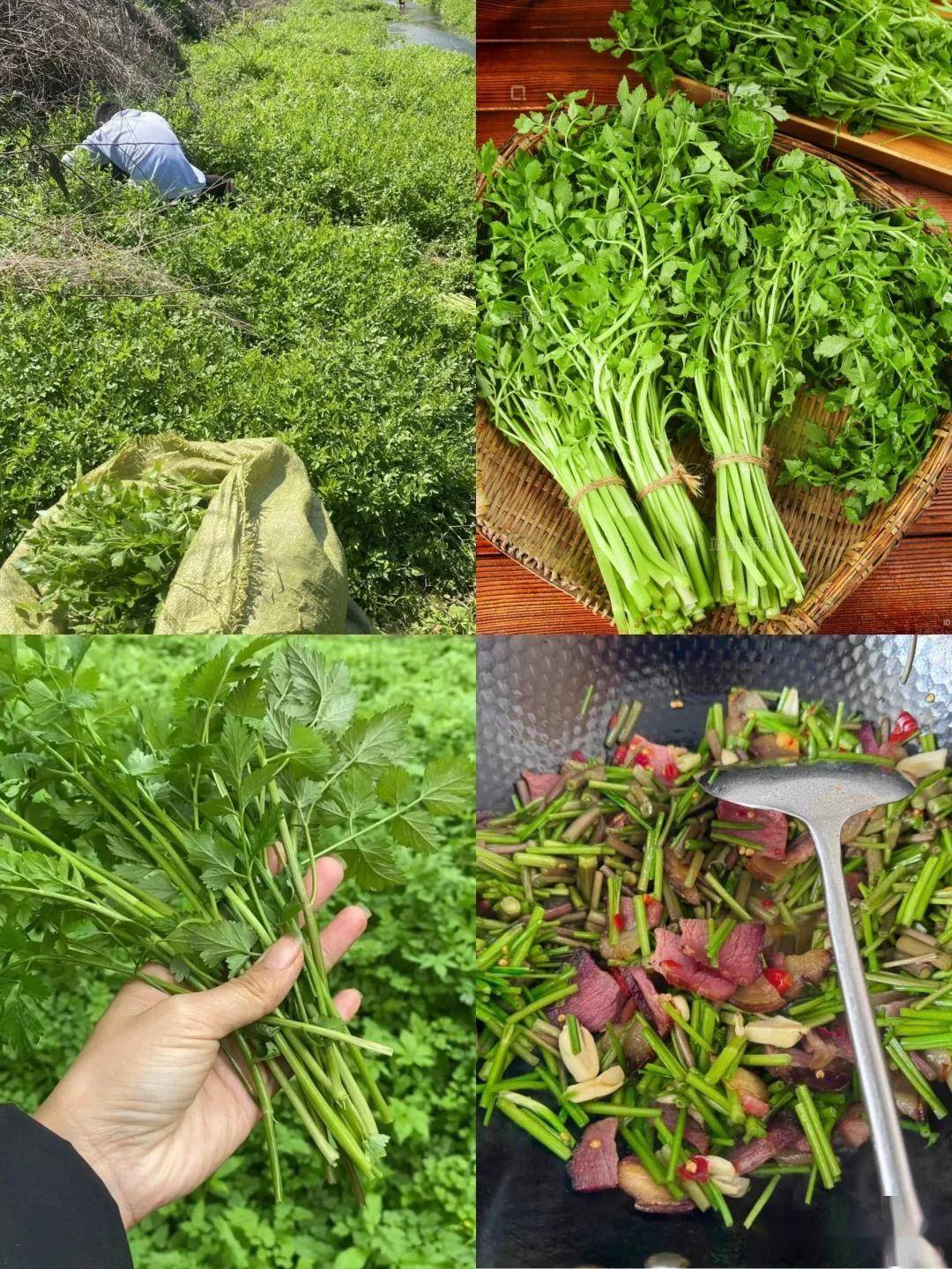 水芹菜怎么吃?5种家常做法让你爱上这股野劲儿