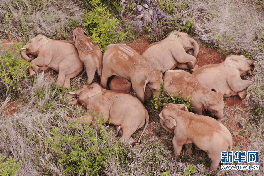 云南野象再贡献睡觉"名场面"