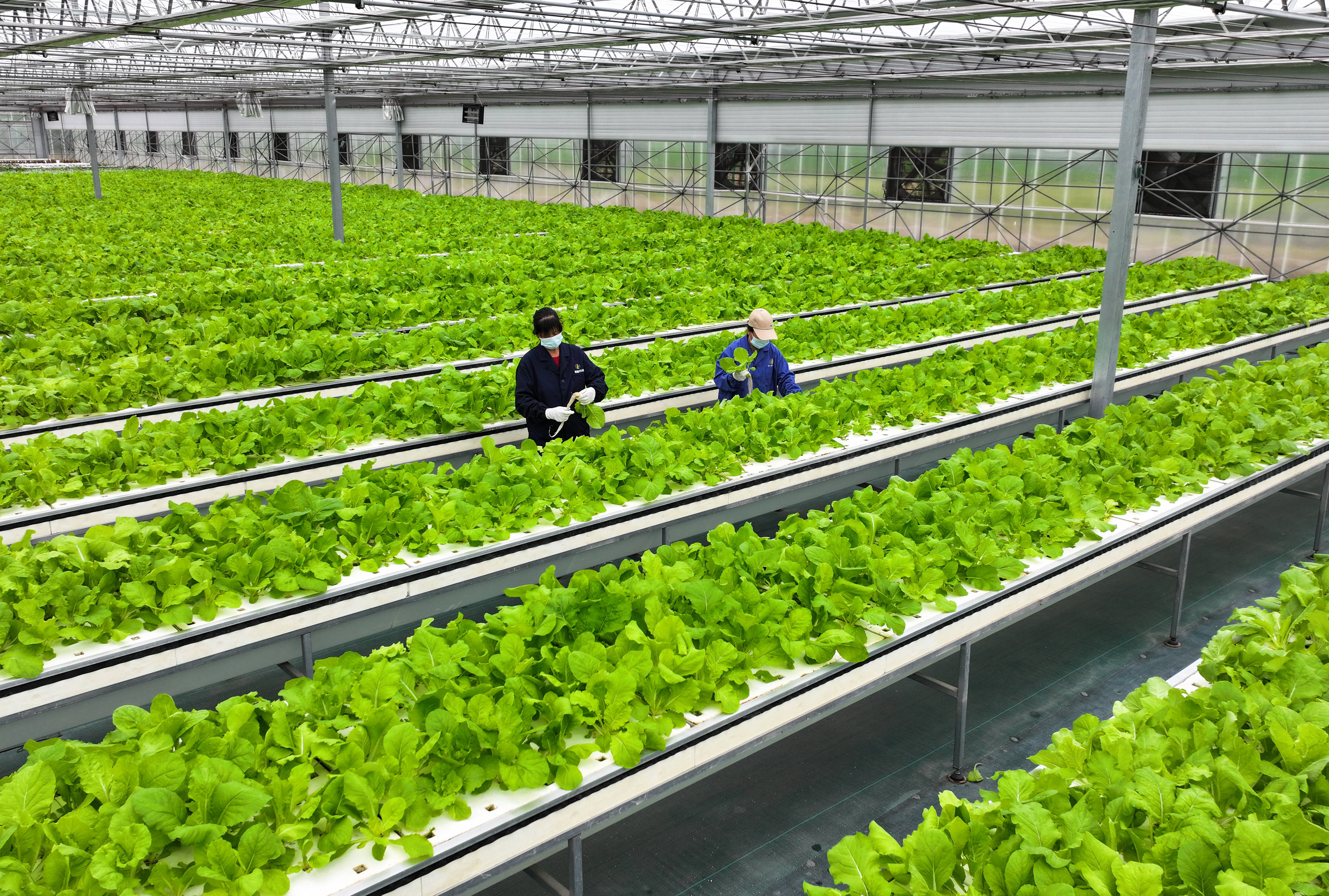 "植物工厂"里看丰收智慧