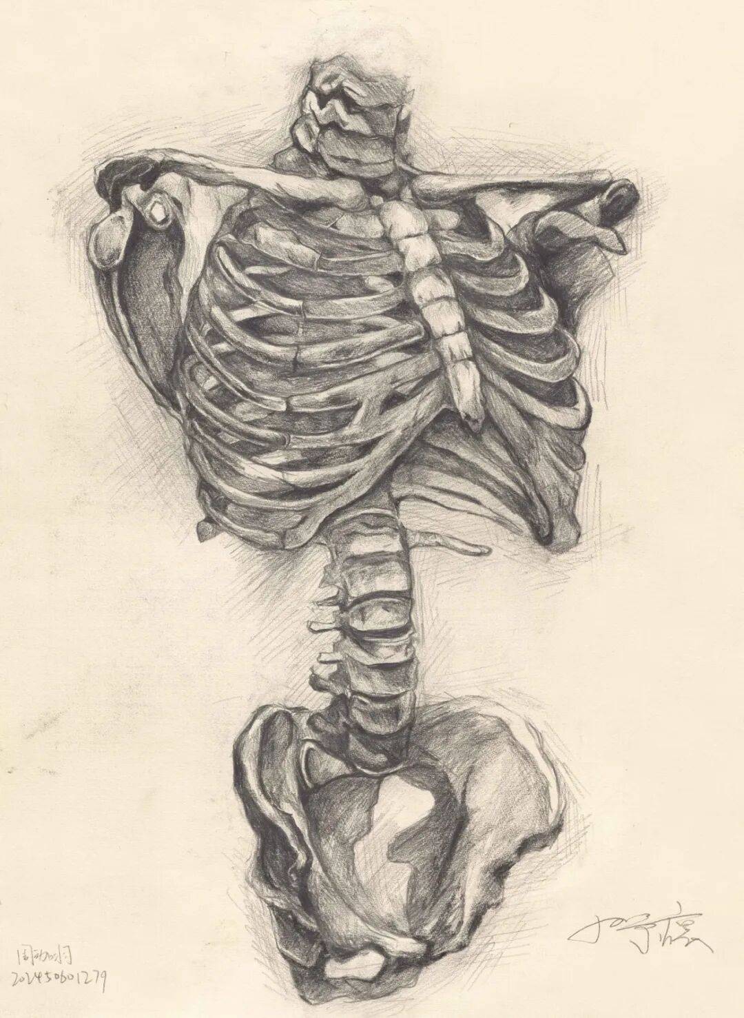 绘生命之形,悟医学之美∣第四届人体解剖素描大赛优秀作品线上投票