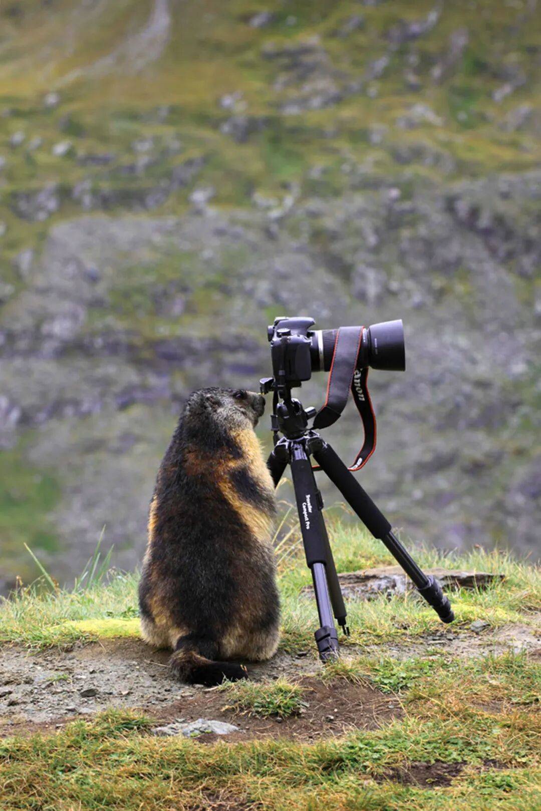 图片[7]-去高原遇到这网红，劝你看看就算了 -华闻时空