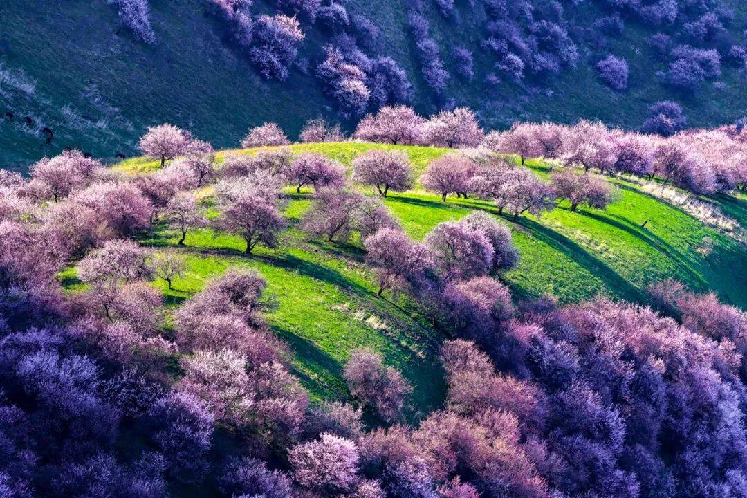 这是，我们的新疆！