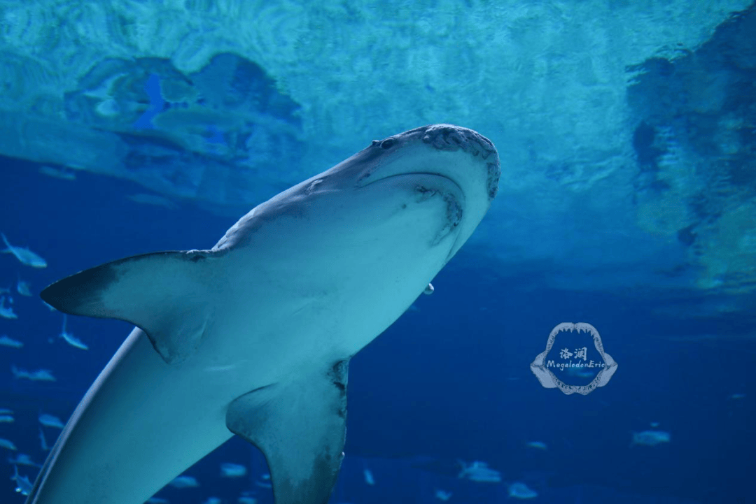 一条"吐"了的鲨鱼,意外破获一桩黑帮大案?