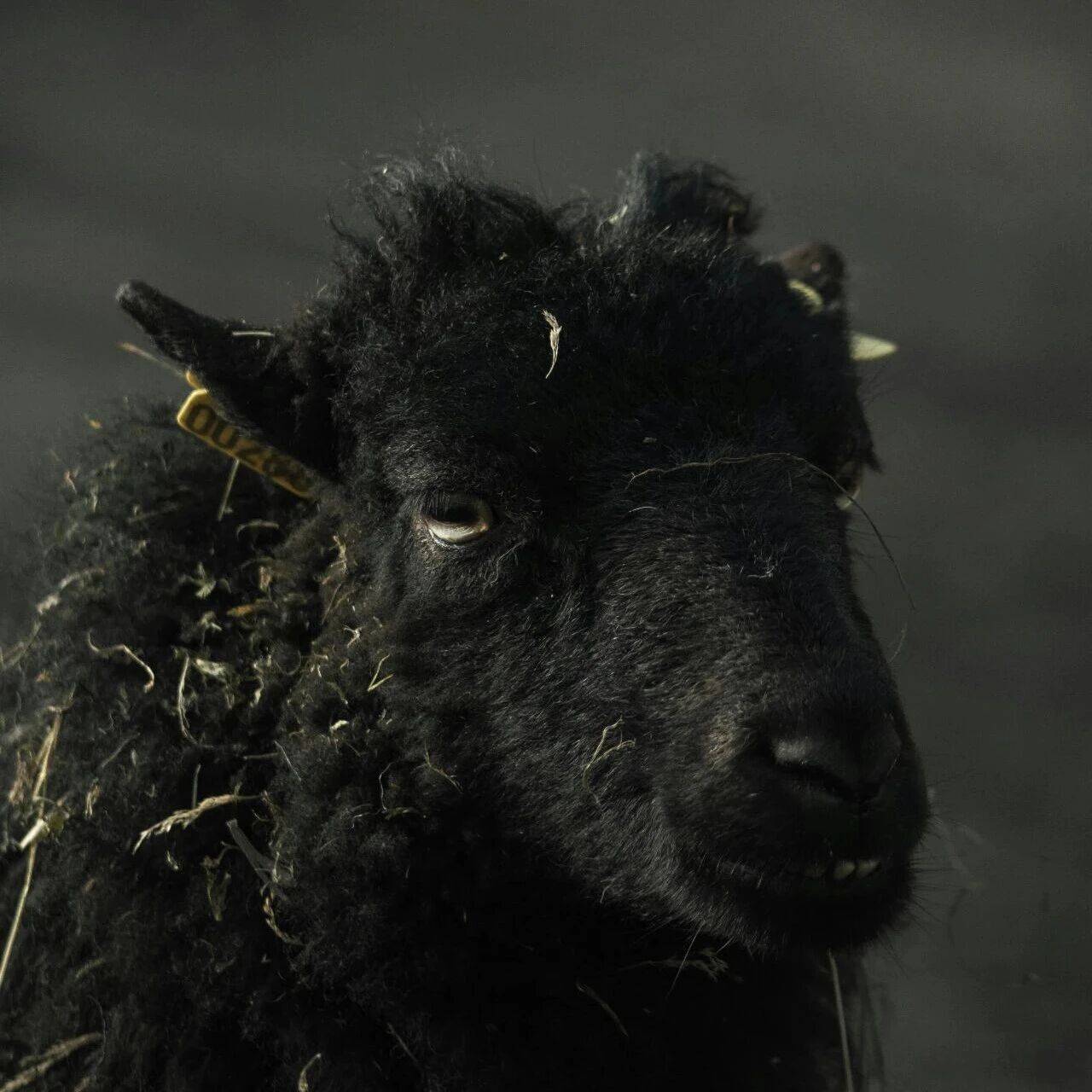 Black sheep 的意思是黑羊?其实你翻译错了!_black_the_场景