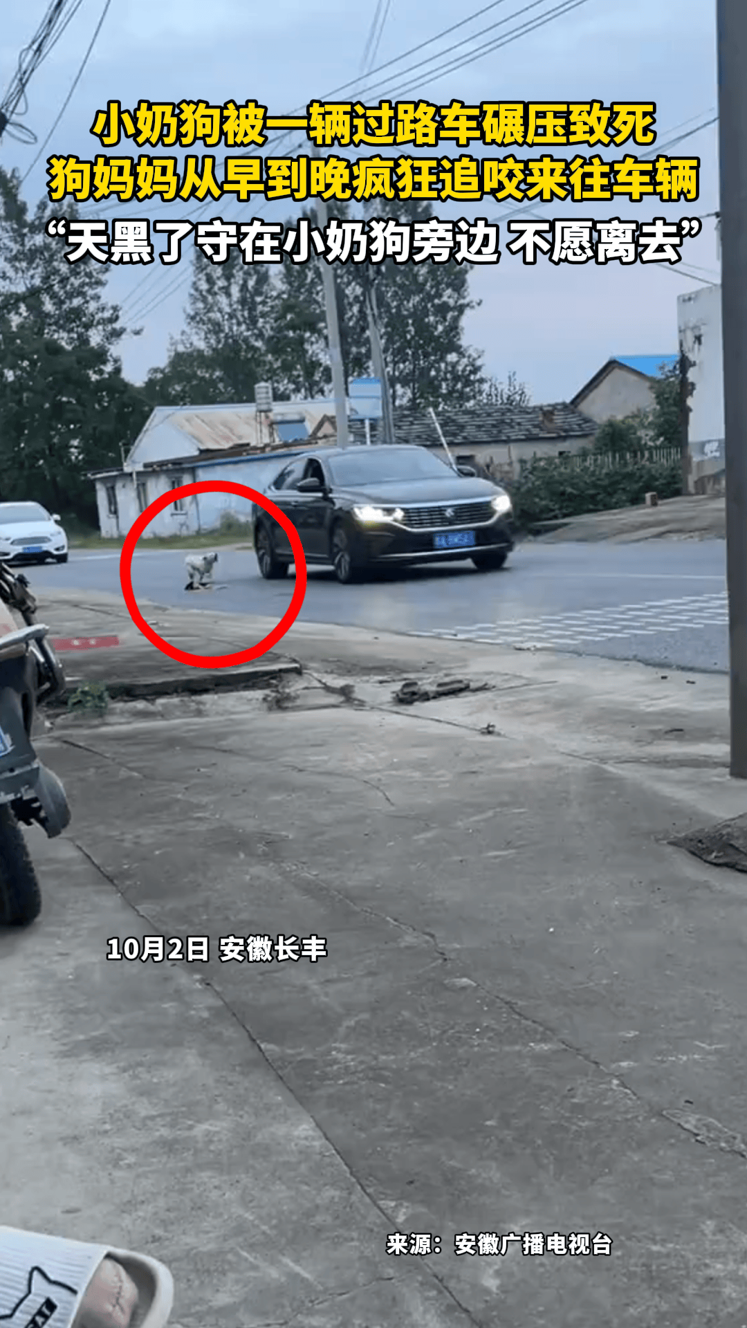 小奶狗被一辆过路车碾压致死,狗妈妈从早到晚疯狂追咬来往车辆,"天黑