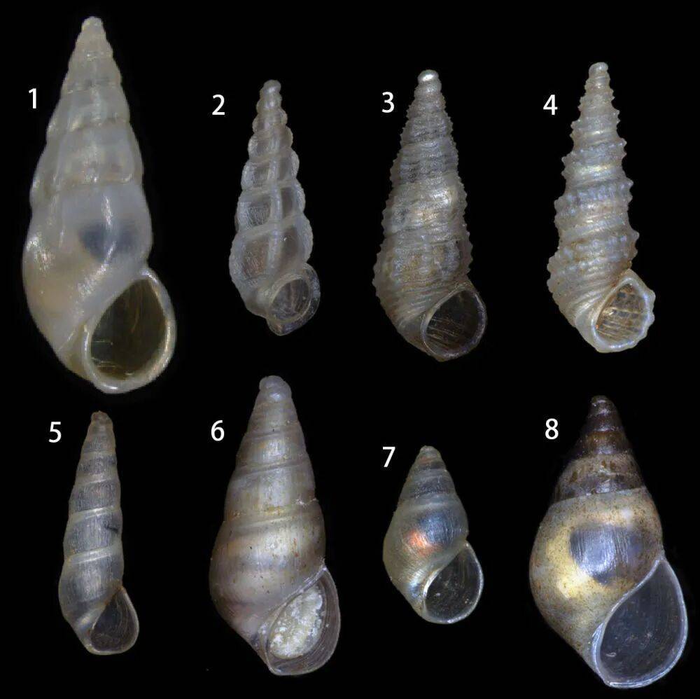 云南抚仙湖发现淡水螺1新属8新种
