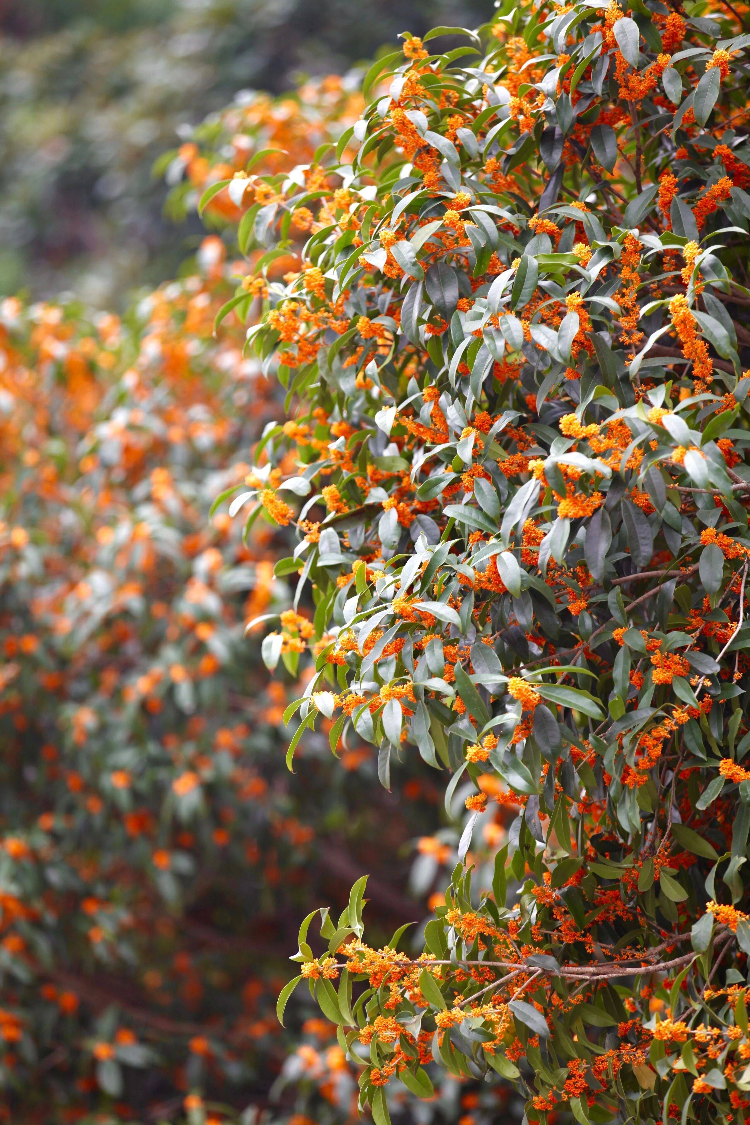 深秋来信,桂香灵动 深秋的桂子山 细雨朦胧满树桂花 悄然而至金黄细蕊