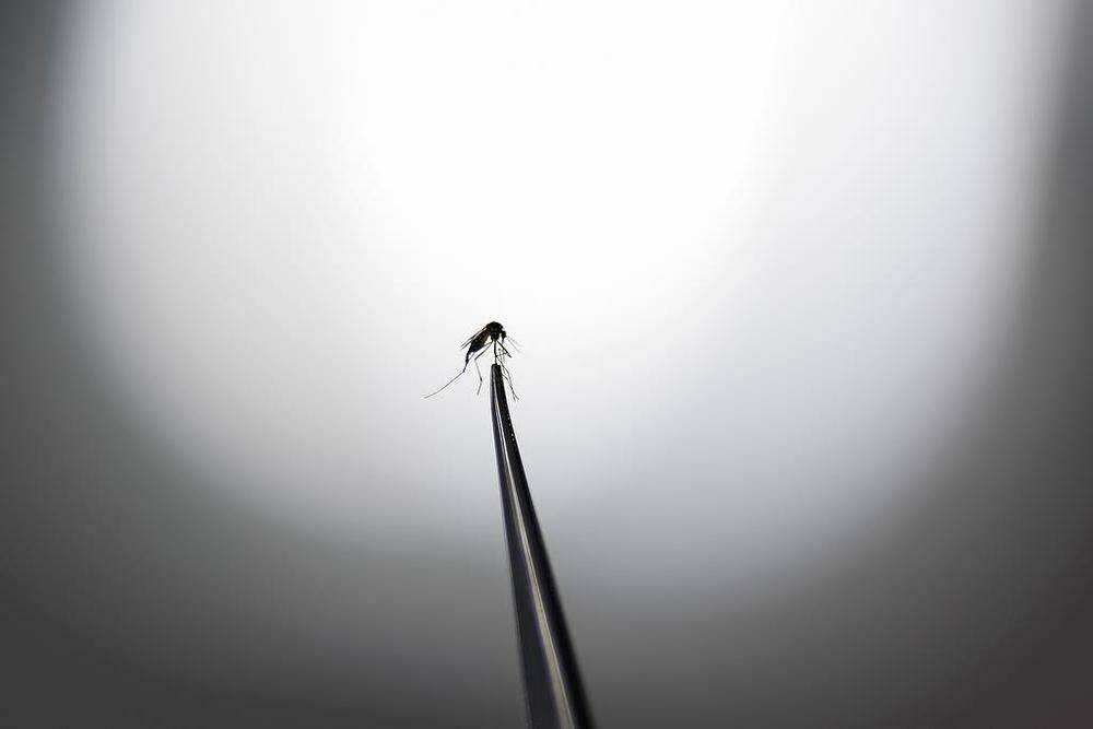 巴西启用大型“蚊子工厂”防控蚊媒疾病