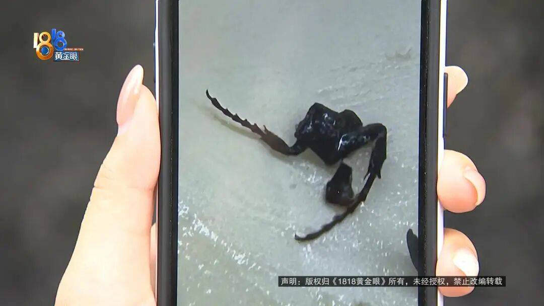 一口“KOI Thé”奶茶下去嘴有点"扎" 女子吐出昆虫腿还带毛刺(图6)