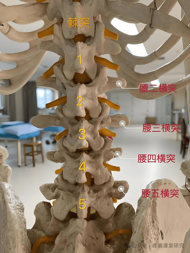 腰痛又一易忽视关键点:腰 5 横突