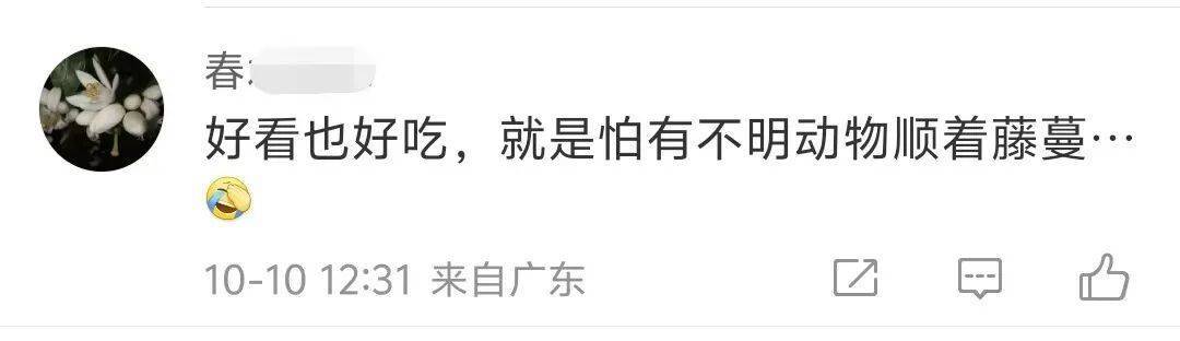 浙江一居民楼出现空心菜“瀑布”，从五楼阳台一直垂落到一楼，网友：吃不完，根本吃不完