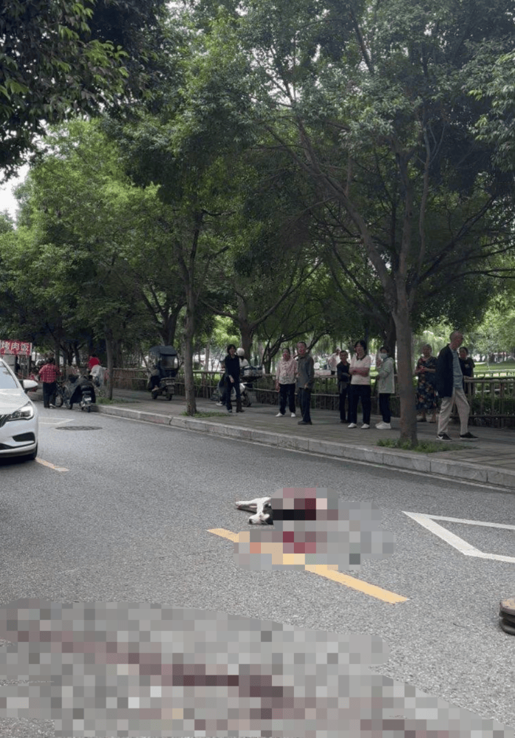 成都流浪哈士奇咬伤店主后被砍伤，记者实地探访：涉事店铺已闭店