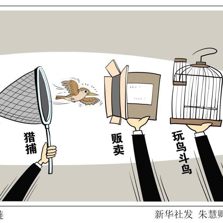 【以案普法】莫让“捕网”变“法网” 当心“鸟笼”变“囚笼”_保护_李某臣_鸟类