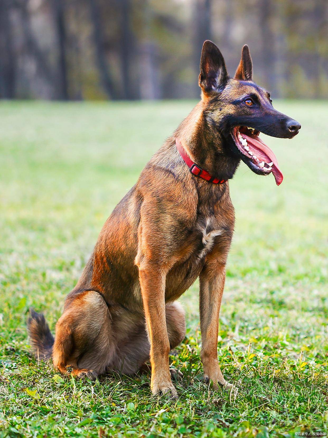 马犬感冒 vs 犬瘟症状像但命不同3 招教你快速区分别耽误治疗