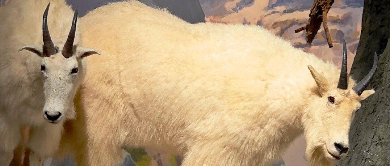 自然物语丨㉜北美攀岩大师——雪羊_生活_悬崖_山羊