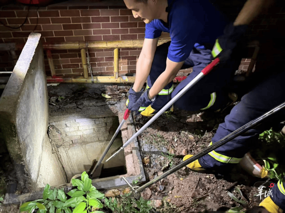 广州一小区蛇患频发：已抓超60条但未探测到蛇窝位置，多方介入