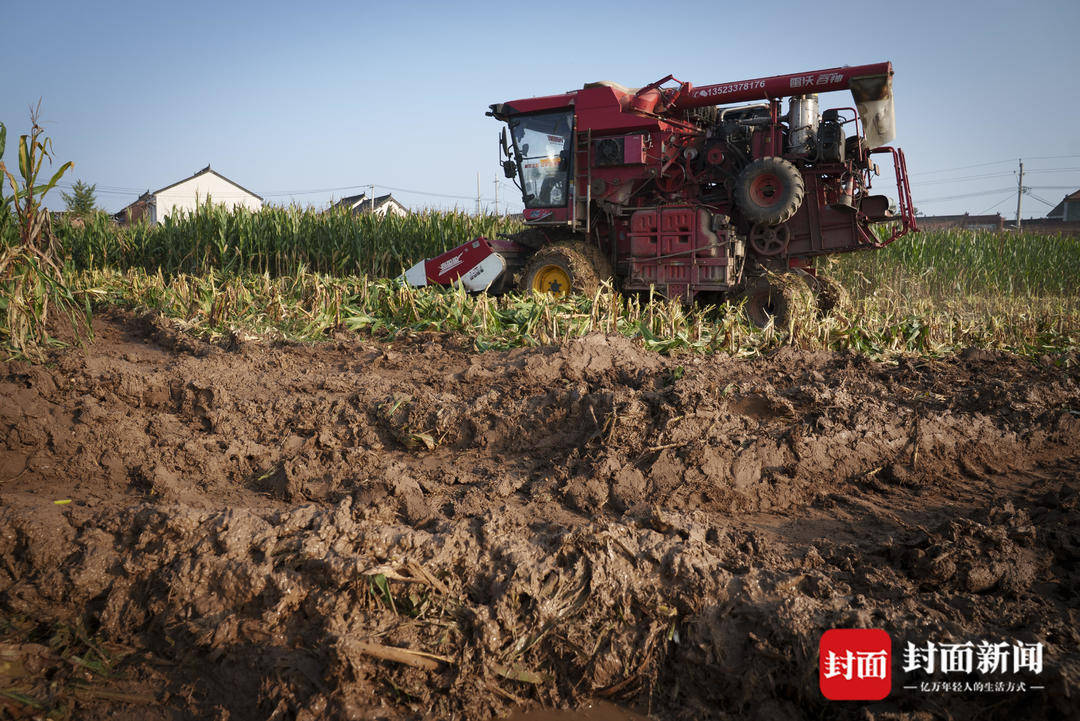 破记录秋雨致玉米发芽霉变，河南焦作种植户泥泞中忙抢收｜图集