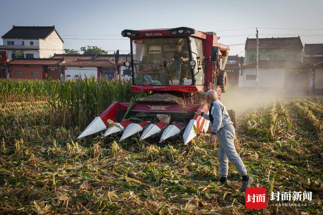 破记录秋雨致玉米发芽霉变，河南焦作种植户泥泞中忙抢收｜图集