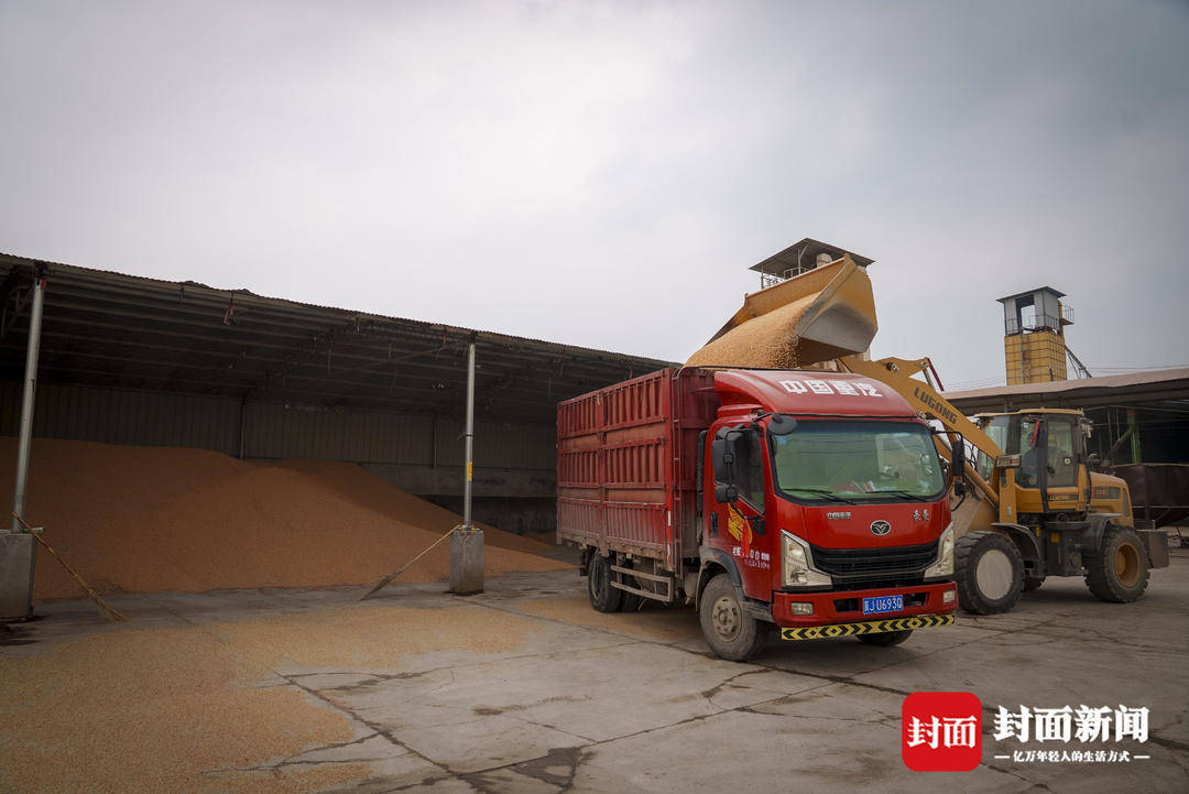 破记录秋雨致玉米发芽霉变，河南焦作种植户泥泞中忙抢收｜图集