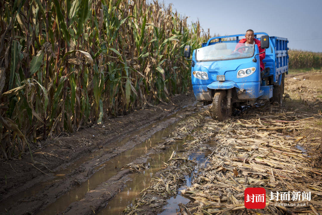 破记录秋雨致玉米发芽霉变，河南焦作种植户泥泞中忙抢收｜图集