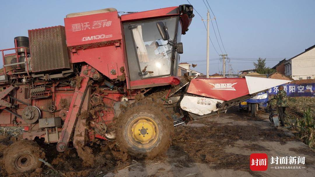破记录秋雨致玉米发芽霉变，河南焦作种植户泥泞中忙抢收｜图集