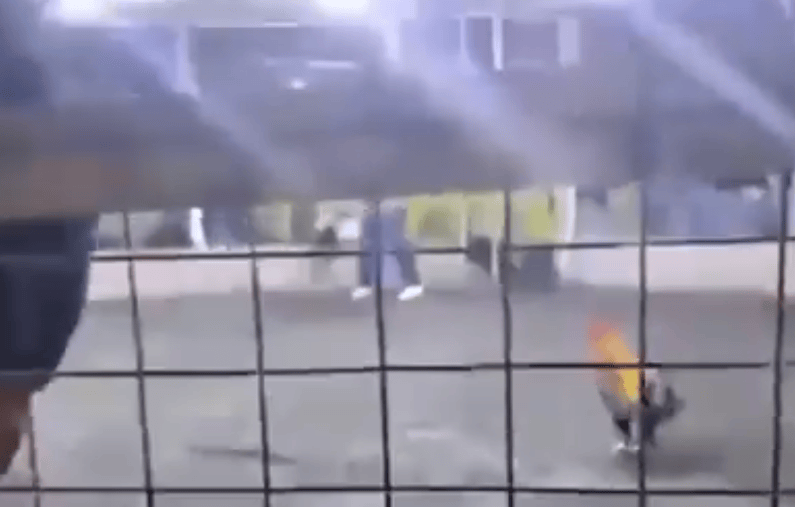 男子遭自家斗鸡攻击大出血死亡,鸡脚上绑有锋利刀片,当地赛事奖金高达21万 男子遭自家斗鸡攻击大出血死亡,鸡脚上绑有锋利刀片,当地赛事奖金高达21万