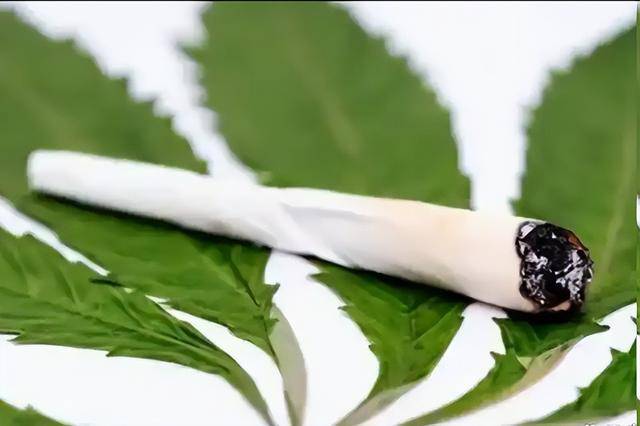 图片[5]-泰国赚钱赚疯了？1600家大麻店合法开张，蜜月地成“瘾君子乐园”-华闻时空