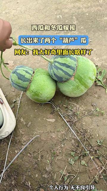 西瓜和冬瓜嫁接,长出来了两个"葫芦"瓜,网友:我太好奇里面长啥样了