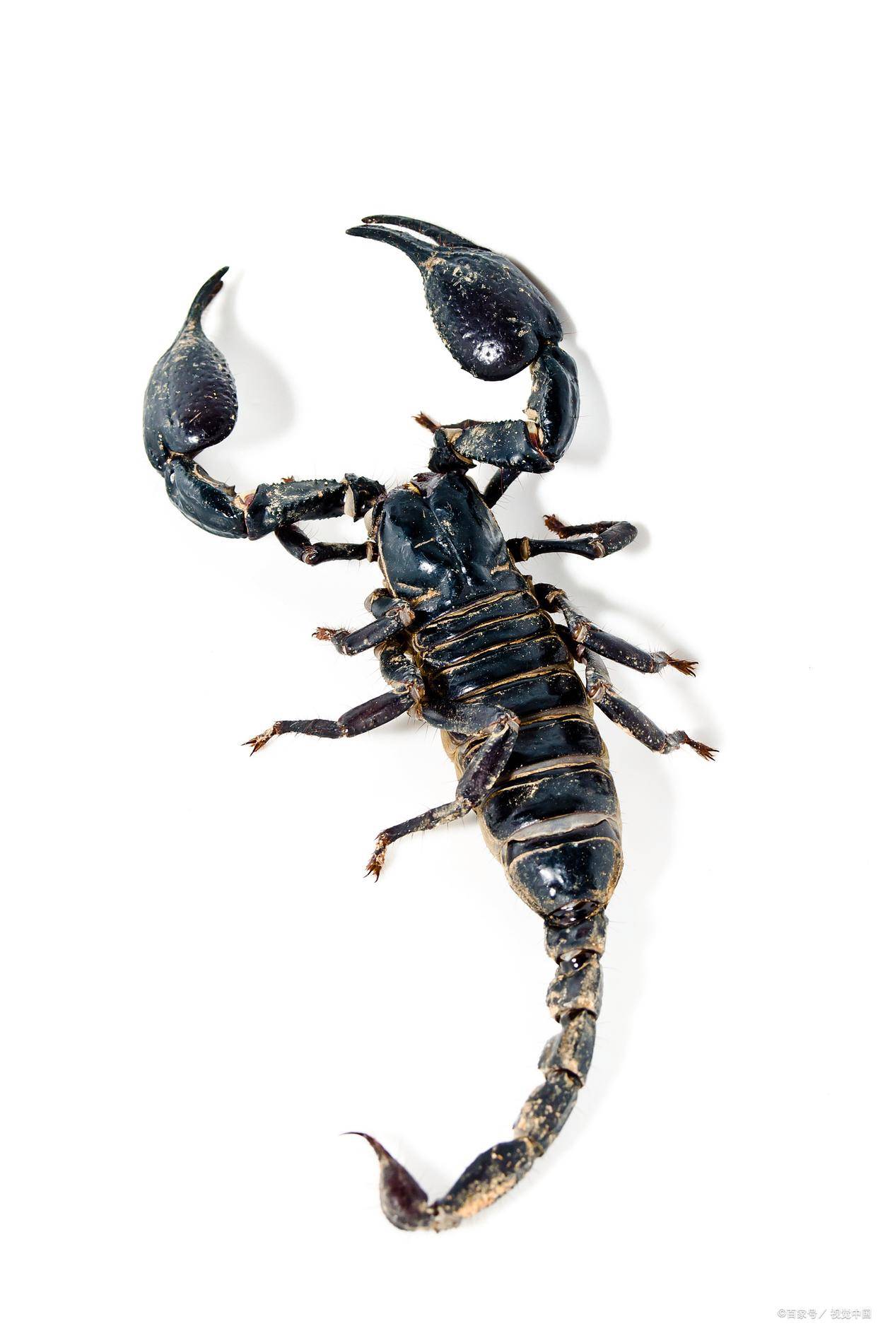 蝎子有毒就很凶?真相:它亮毒针时,其实比你还害怕!