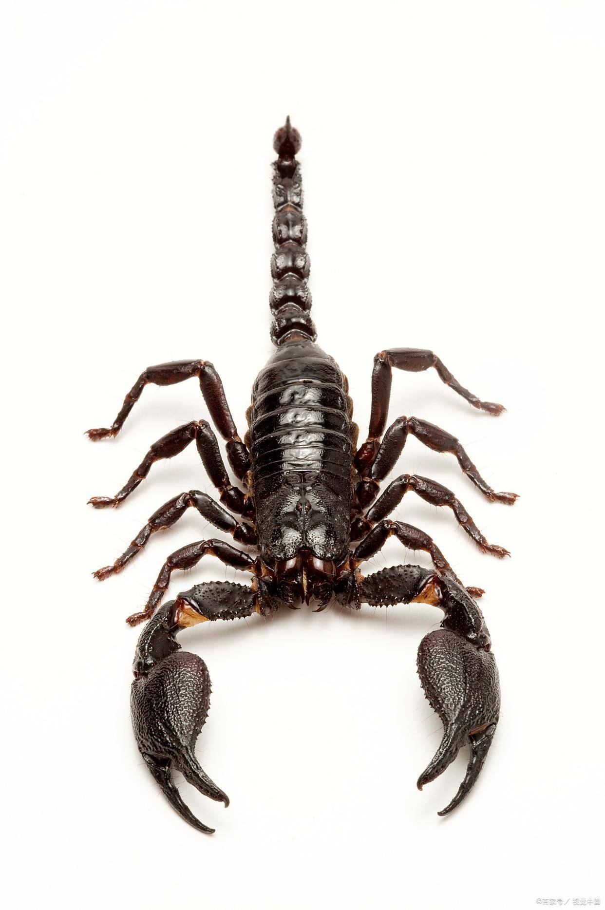 蝎子有毒就很凶?真相:它亮毒针时,其实比你还害怕!