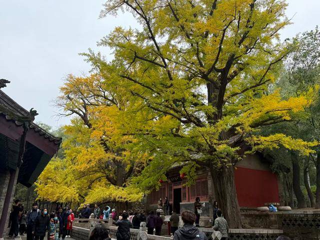晋祠银杏披“金甲” 满园秋色醉游人