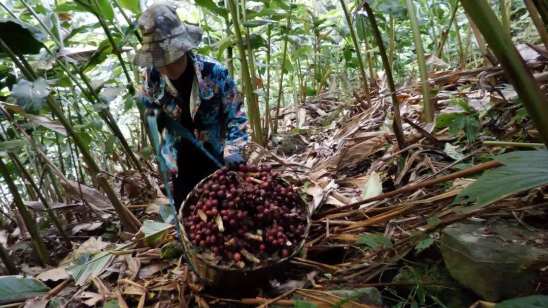 贡山县草果组织化购销奖补项目：为产业高质量发展注入动能