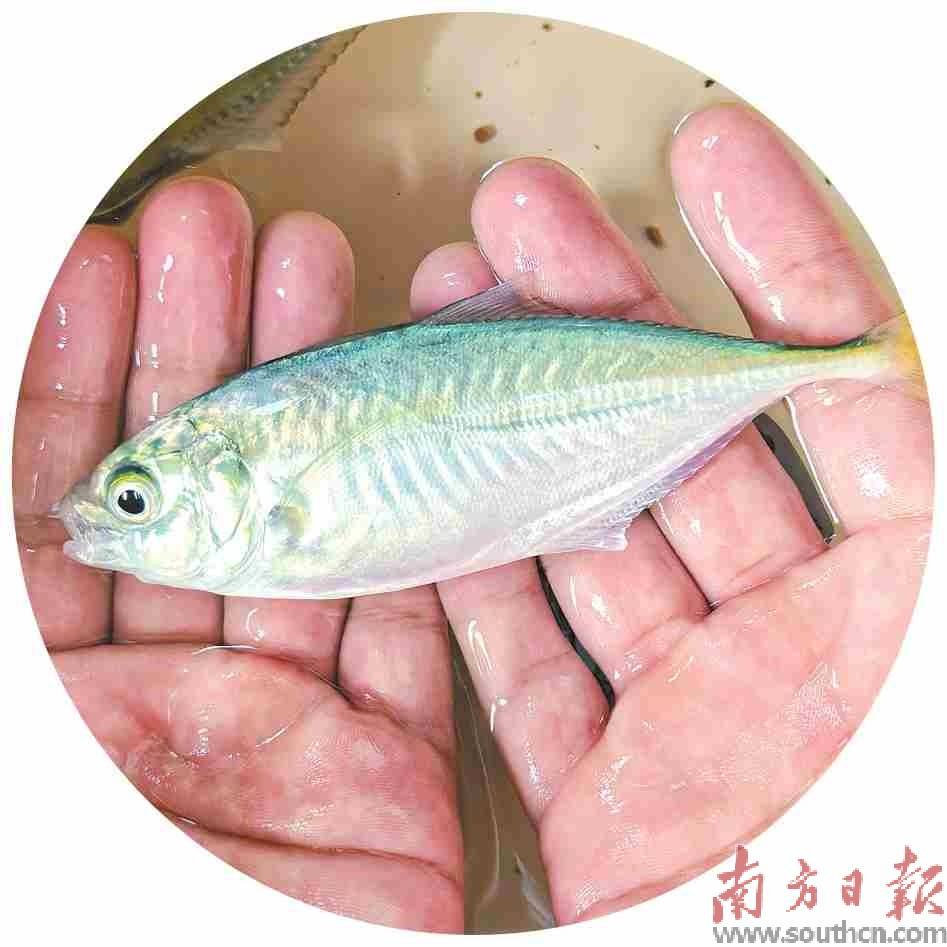 在全球首次实现及达副叶鲹人工繁育_广东_技术推广_农业