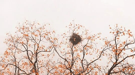 【传统文化】风卷清云尽，空天万里霜——霜降