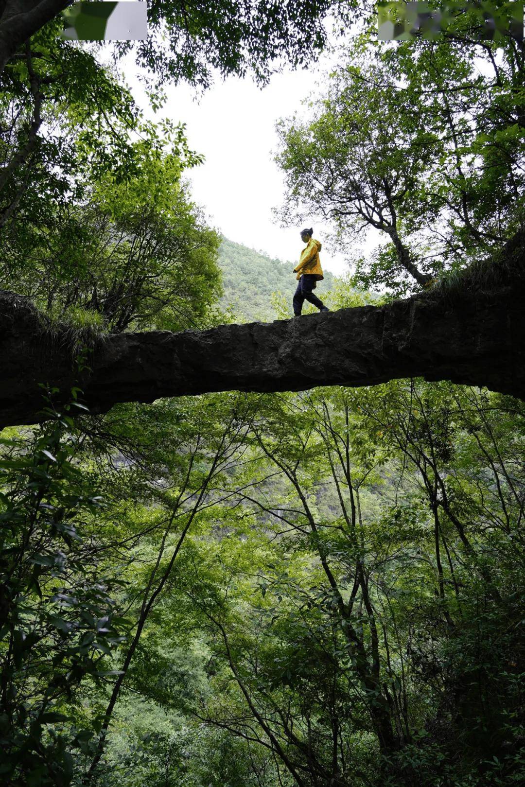 站在桥上俯瞰四周峰林层峦叠嶂谷底溪流蜿蜒如带云雾常常于桥洞间