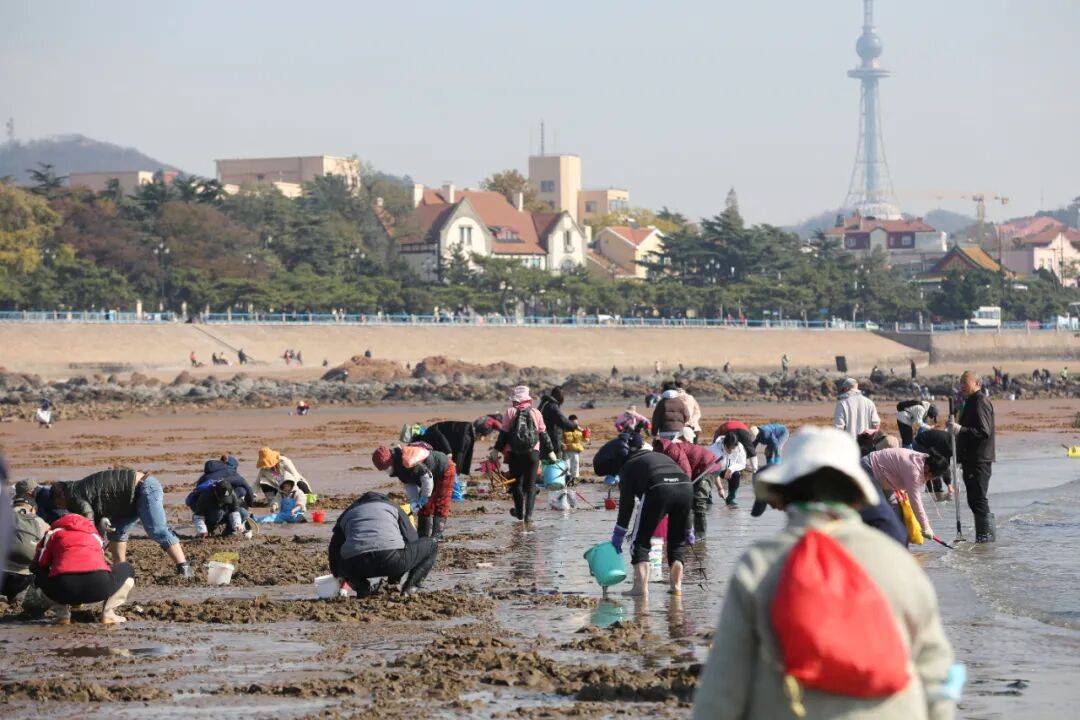 戳视频！青岛大哥拎个耙子，两小时在沙滩上耙出好几斤！梭子蟹卧沙消失术开眼界……