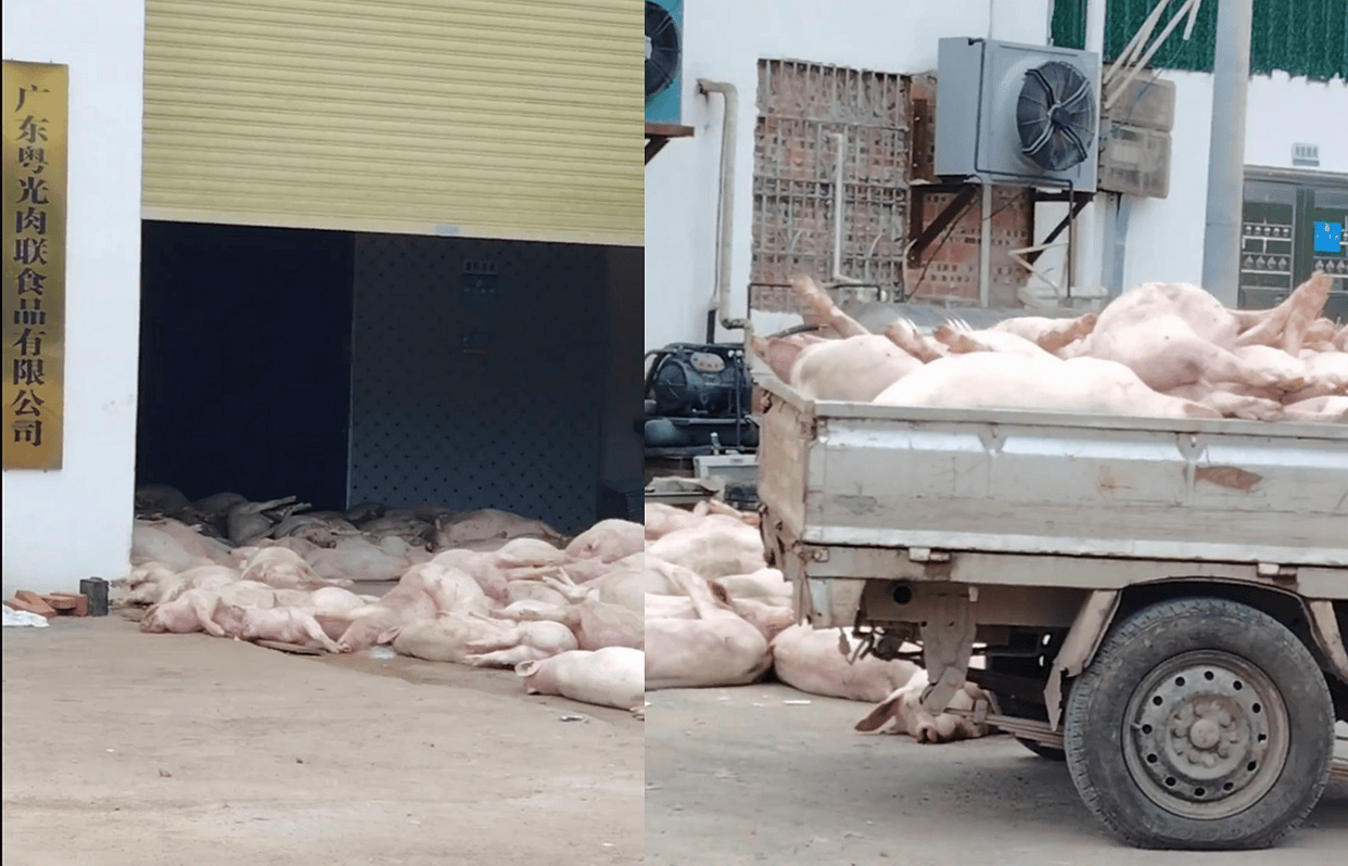 罗定一食品公司露天堆放大量死猪？当地已进行无害化处理未流入市场金年会- 金年会体育- 官网APP