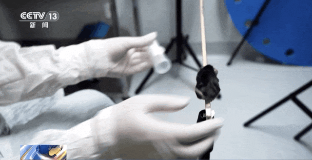 4 只小鼠“航天员”要上中国空间站,“魔鬼训练”画面曝光