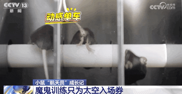 4 只小鼠“航天员”要上中国空间站,“魔鬼训练”画面曝光
