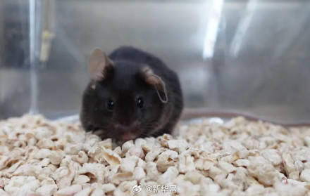 叫啥名字好？太空小鼠在线征名