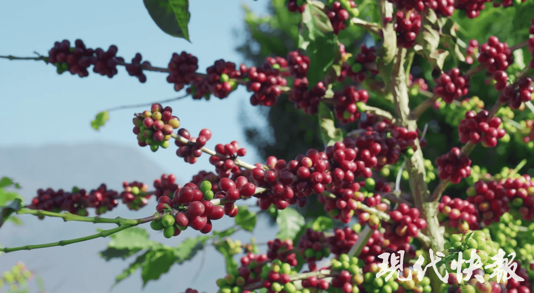 改革者 正青春｜中国咖啡第一村为啥能闯出世界“咖位”？