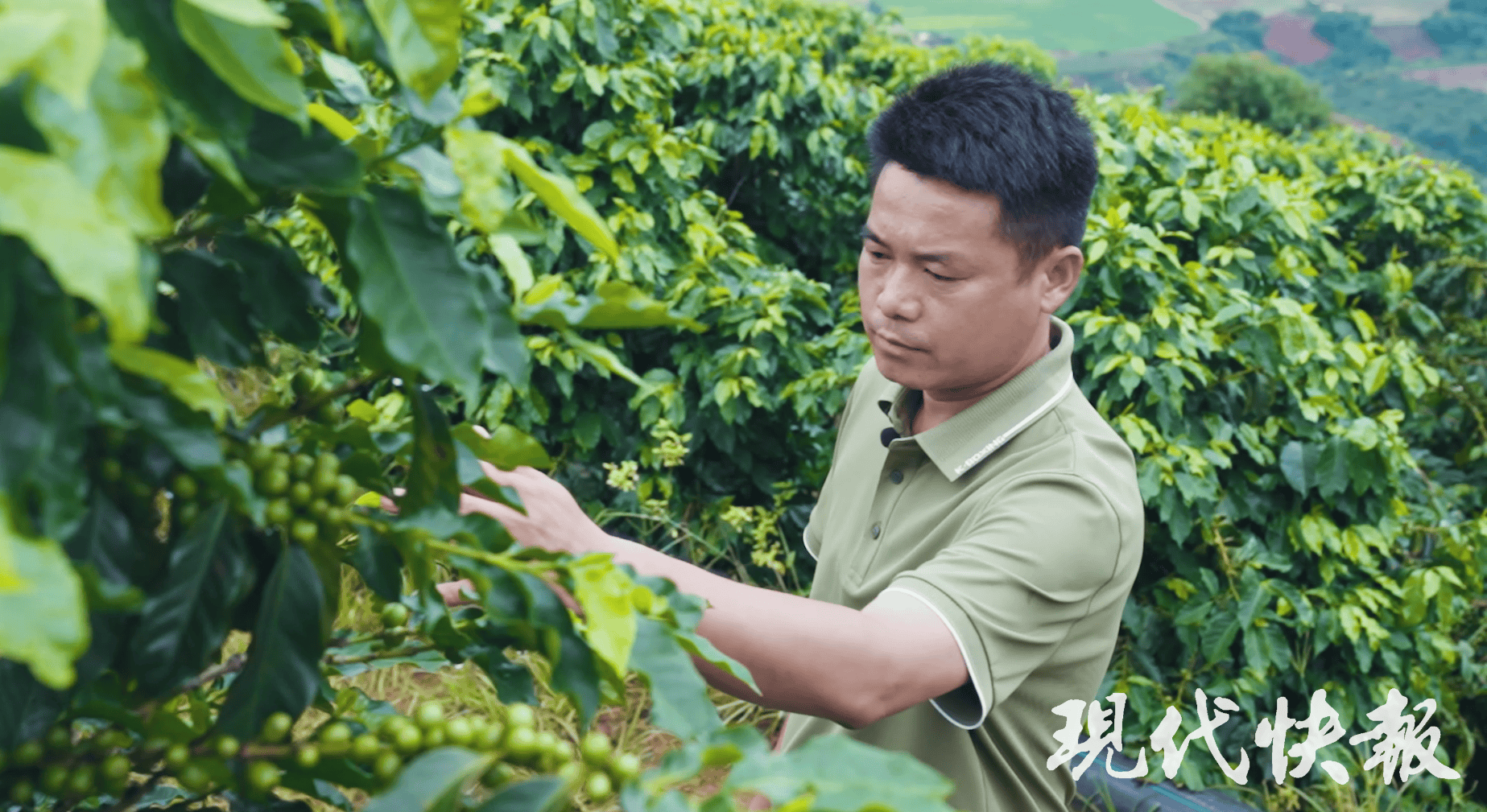 改革者 正青春｜中国咖啡第一村为啥能闯出世界“咖位”？