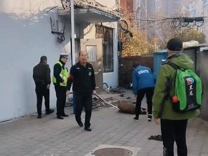 辽宁凤城十余头野猪进城一头被击毙，警方称街面已无它们踪迹，专家：全国野猪致害省份达26个